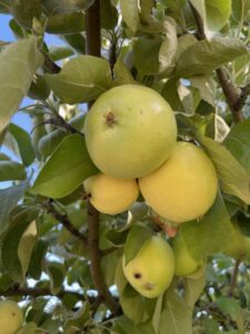 Green Apples